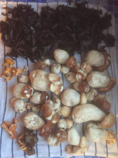 Champignons Le Calvados Dieppe